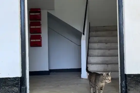 Lost Cat: Black Bandana, Woking Rd, SG