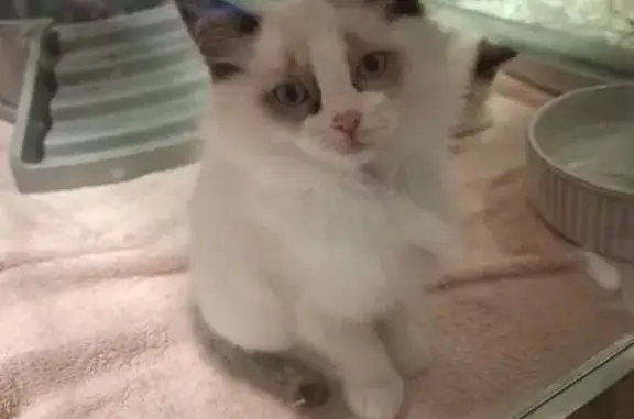 Lost and found pets Australia, photo: Lost Cat: White with Grey Tail, Randwick