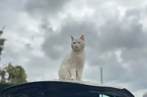 Chatte Plume perdue à Malherbe-sur-Ajon - photo