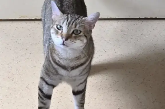 Chat tigré gris perdu, 2 ans, Firminy - photo