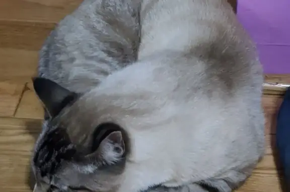 Lost Cat: Help Find Our Beloved Pet!