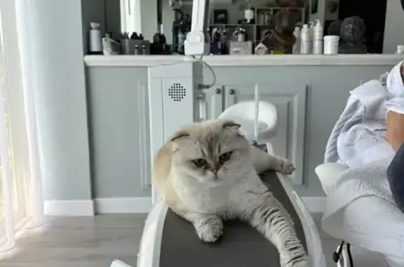 Petite chatte perdue, queue cassée, Cagnes - photo