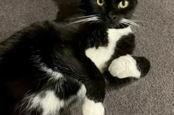 Lost Black & White Cat on Canterbury Rd