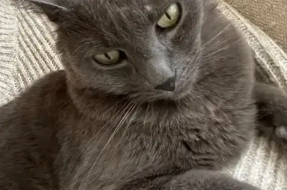 Animaux perdus Maisons-Laffitte, photo: Chat gris perdu à Maisons-Laffitte