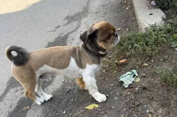 Знайдено собаку з коричневим н...
