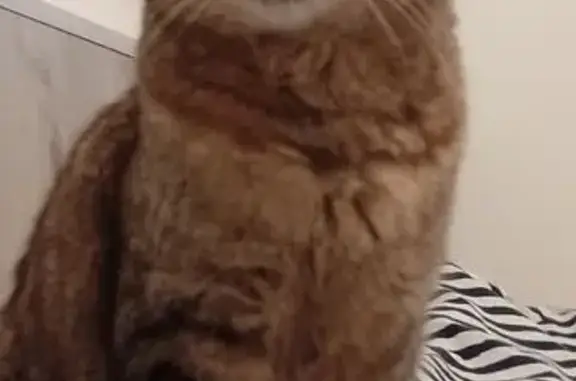 Urgent : Chatte tigrée Caline perdue Allauch - photo