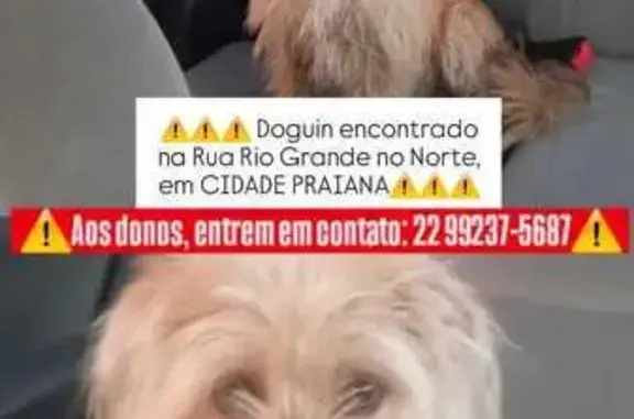 cachorro encontrada