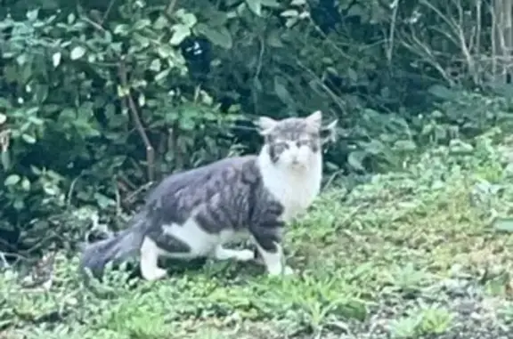 Chat trouvé Bourg-en-Bresse, photo: Chat blanc/gris trouvé, poils longs, Bourg-en-Bresse