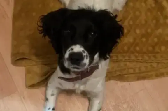 Chienne noire et blanche trouvée à Arlay - photo