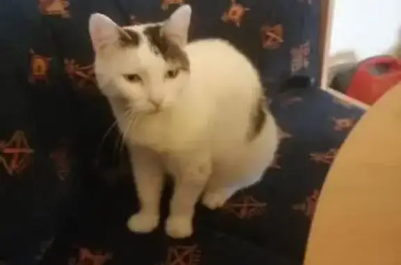 Chat perdu, , photo: Chatte blanche et noire perdue à Bagnot