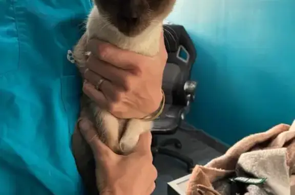 Chat trouvé Montauban, photo: Chaton siamois trouvé à Montauban