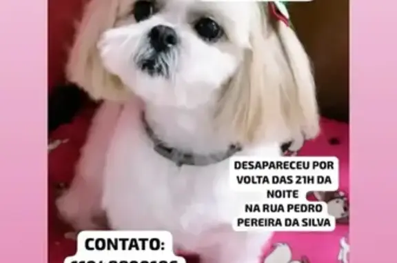 cachorro desaparecida