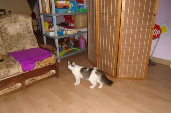 Animaux trouvés Châteaudun, photo: Chatte blanche rayée grise trouvée Châteaudun