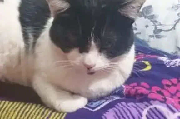 gato desaparecida