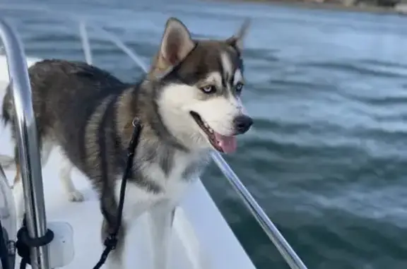 Chien perdu Andrest, photo : Pomsky perdue, yeux bleus, Andrest