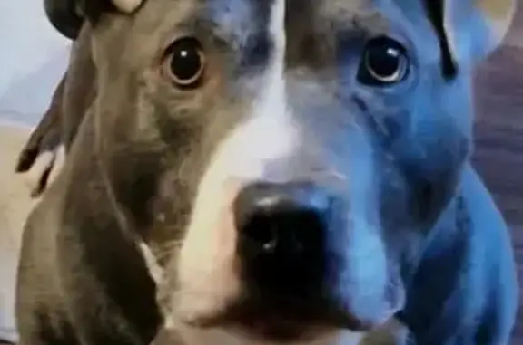 Lost Dog Blue: Help Find Our B...
