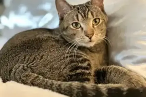 Lost Gray Tabby: Reward for Safe Return