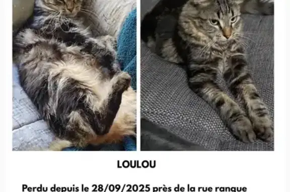 Chat européen tigré perdu à Marseille - photo