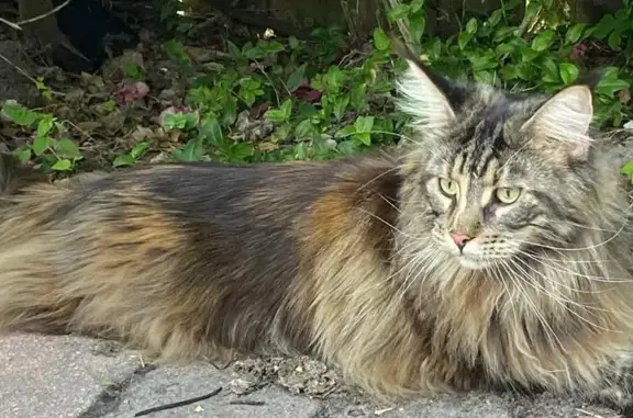 Missing cat St. Petersburg, photo: Lost Cat: Long Bushy Tail, St. Petersburg