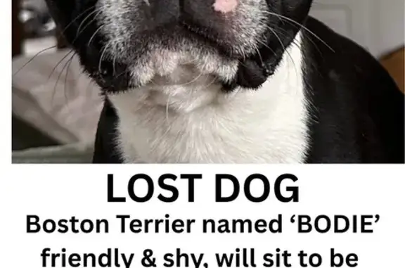 Lost Boston Terrier on School Street