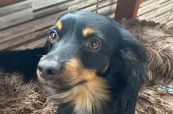 cachorro desaparecida