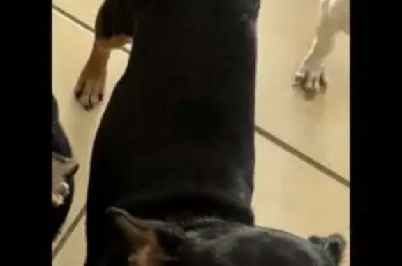 Lost Dog Alert: Black & Brown in Kissimmee
