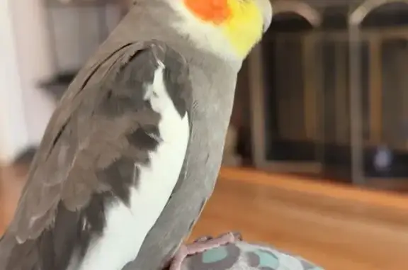 Lost Tame Cockatiel: Chico in Teaneck