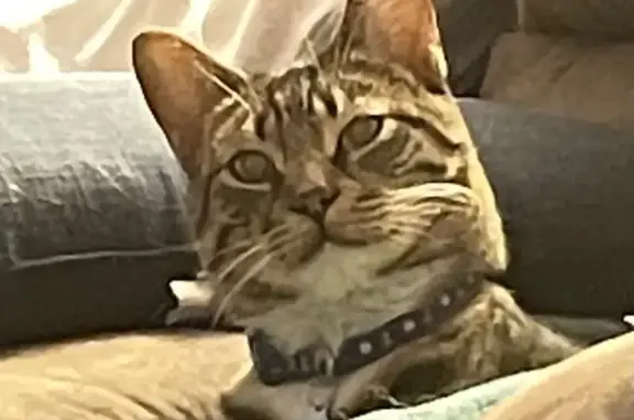 Lost Tabby: Gray, White Paws, Clipped Ear