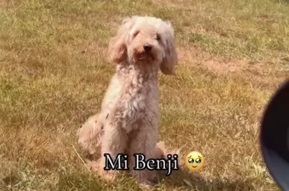Lost Cavapoo, 2 Years - Queens, NY 11433