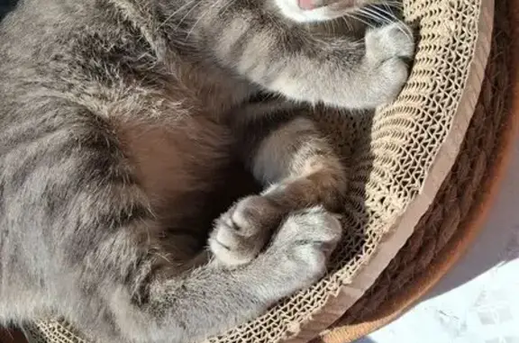 Chat trouvé Bagnols-sur-Cèze, photo: Chat trouvé à Bagnols-sur-Cèze cherche foyer