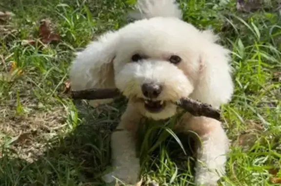 Lost Dog: White with Brown Ear, 6th Ave