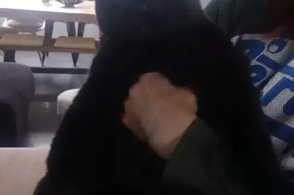 Loki, chat noir perdu à Bischwiller - photo