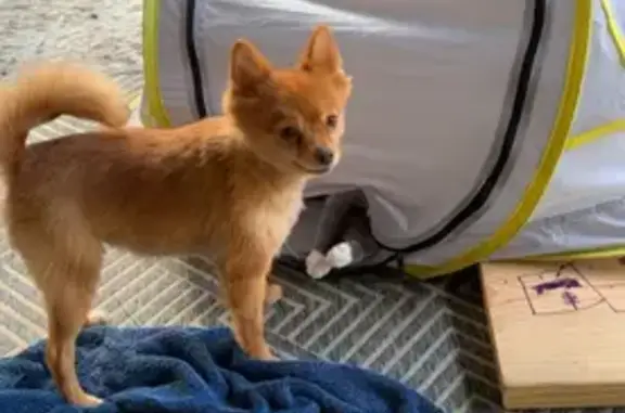 Lost Orange Pomeranian Near U.S. 49