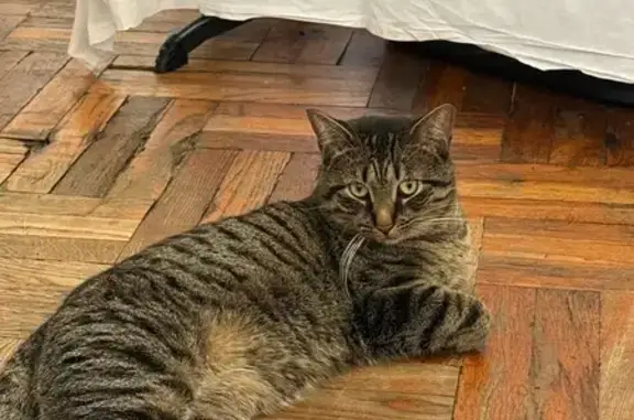 Lost Tabby Cat: East 2nd Street, 640