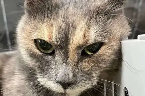 Знайдено триколірну кішку на Дніпровському шосе