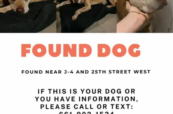 Found dog California City, photo: Found: Older Male Pit Bull in Lancaster