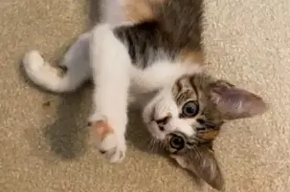Lost 5-Month-Old Cat on Catherine St