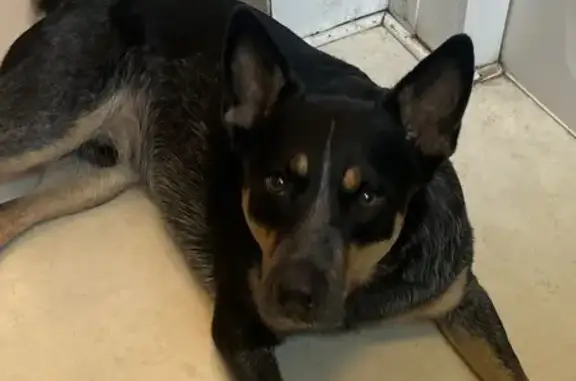 Lost Skittish Blue Heeler: Taz on Shady