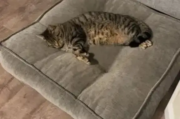 Lost Cat: Bold Stripes, Green Eyes
