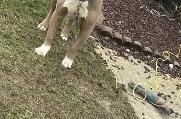 Friendly Fawn Pit Bull Mix Lost in Reynoldsburg