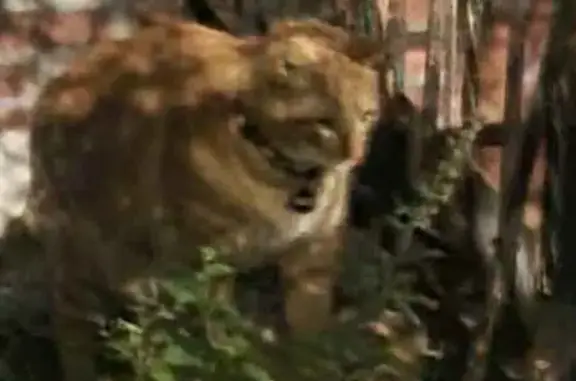 Found pets New York, photo: Found Cats: West 13th St, NY 11223