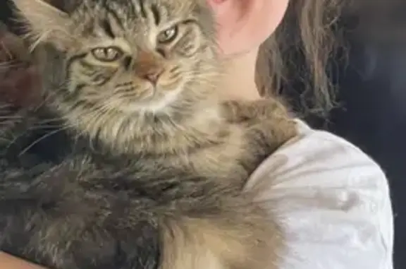 Lost Sweet Cat 'Philly' - South Forrest Dr.