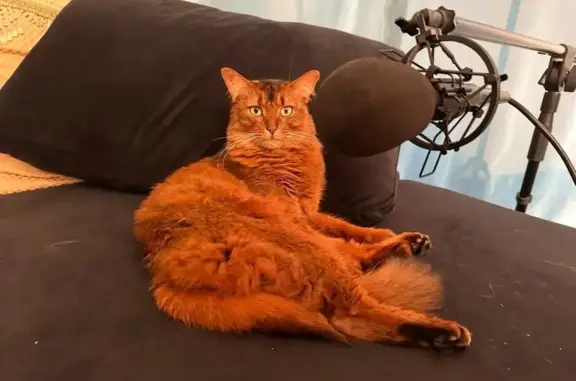 Lost Cat: Fox-Like, Reddish-Brown, Friendly