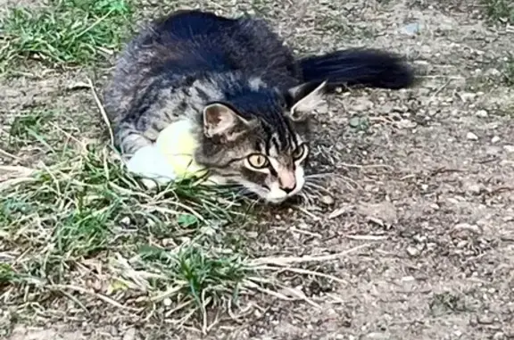 Chaton mâle blanc/tigré trouvé à Cugnaux - photo