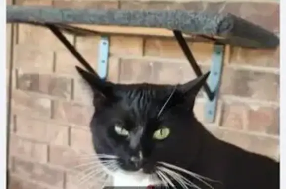 Missing cat Abilene, photo: Lost Cat: Black & White, Bell Plains Rd