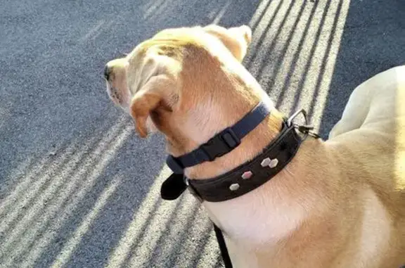 Chien trouvé Ambazac, photo: Chien camel trouvé Rue Saint-Antoine