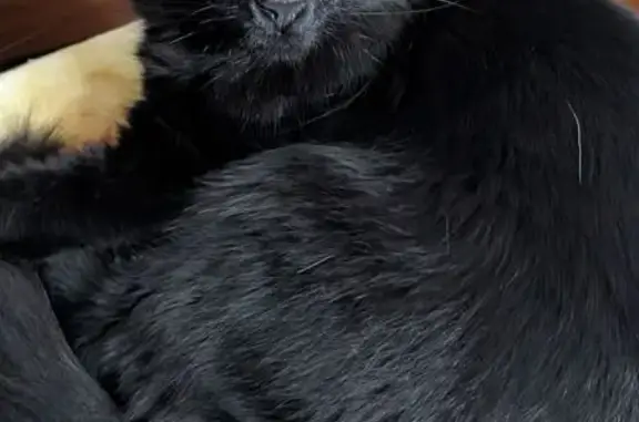 Missing cat Tallahassee, photo: Lost Polydactyl Black Cat on Ocala Rd