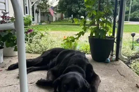 Lost: 12-Year-Old Black Lab in Kennard
