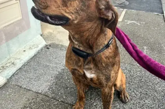 Animaux trouvés , photo: Chien bringé musclé trouvé à Montbéliard