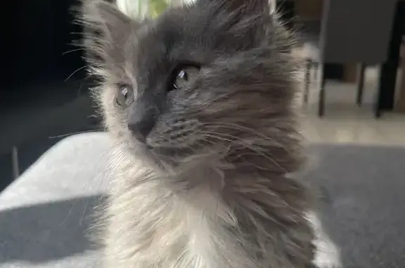 Chatte perdue, grise/marron, câline, Treize-Septiers - photo